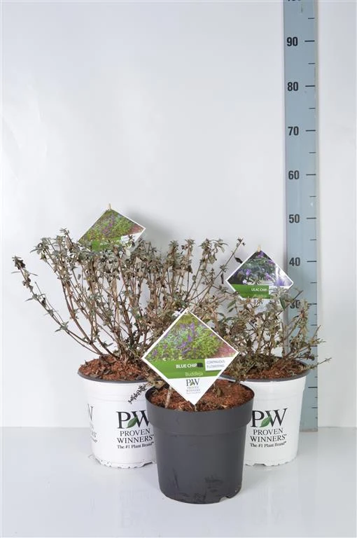 Buddleja davidii (Fjärilsbuske), olika sorter, C3 (3 liters kruka) / 19 cm kruka, 50-60 cm