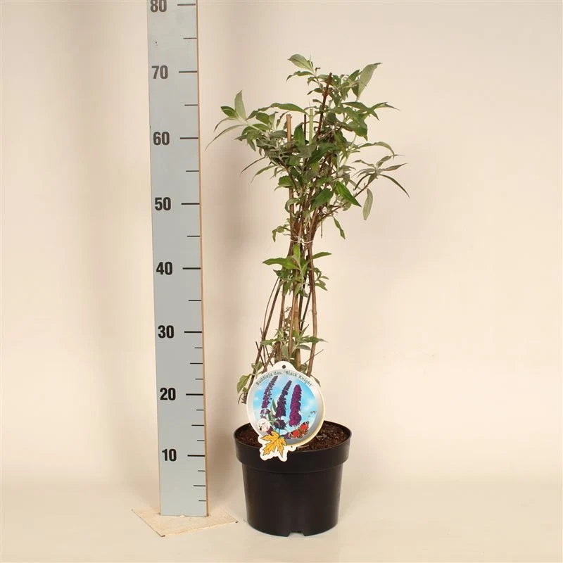Buddleja d. 'Black Knight' 50-60 cm C3 (3 liters kruka)
