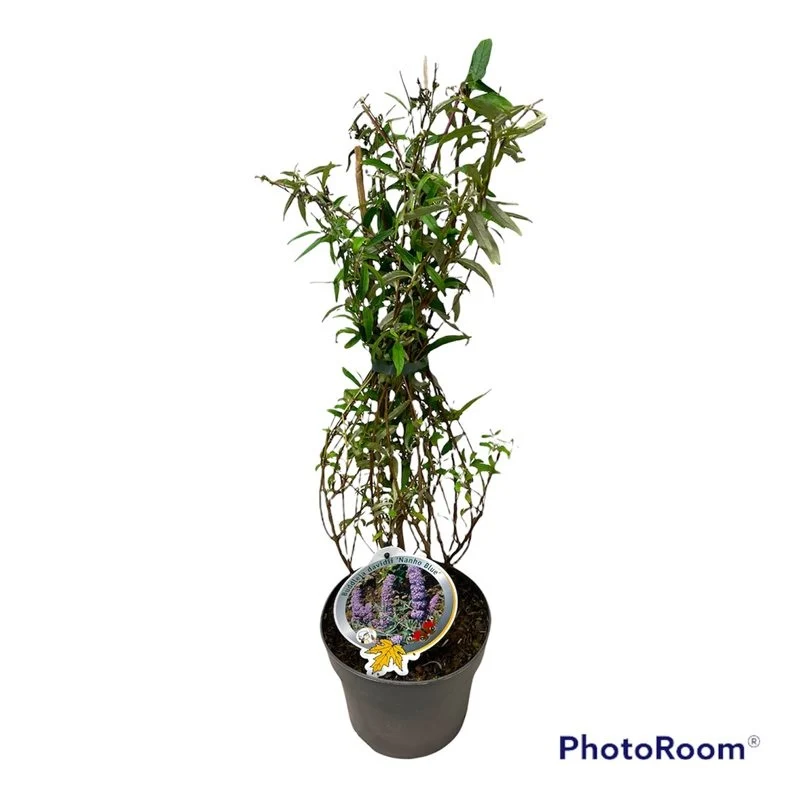 Buddleja d. 'Nanho Blue' C3 (3 liters kruka) 50-60 cm