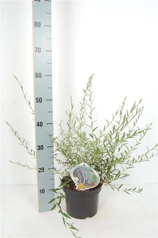 Buddleja alternifolia C3 (3 liters kruka) 50-60 cm