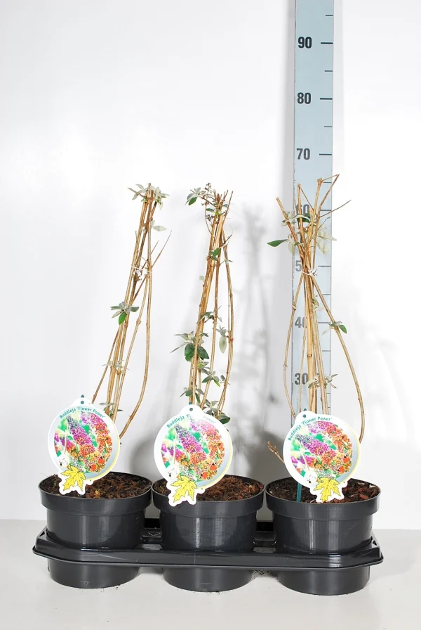 Buddleja d. 'Flower Power' C3 (3 liters kruka) / 19 cm kruka 50-60 cm