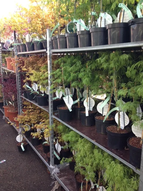 Acer palmatum 'Orange Dream' C3 (3 liters kruka) 40-50 cm