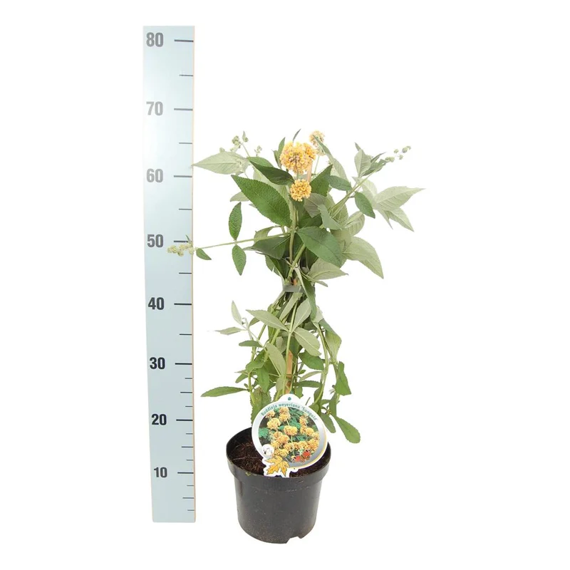 Buddleja weyeriana 'Sungold' C3 (3 liters kruka) 50-60 cm