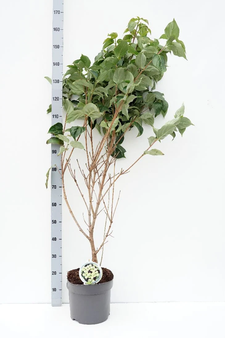 Cornus kousa 'Schmetterling' C10 (10 liters kruka) 100-125 cm