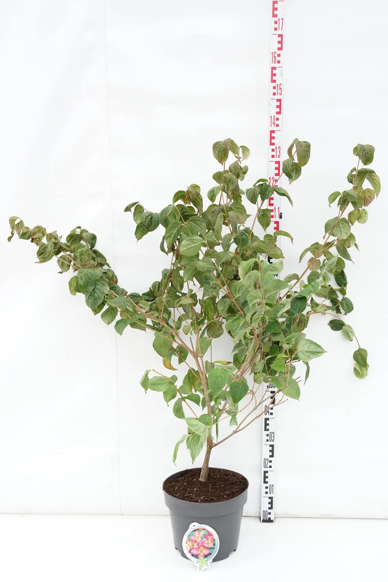 Cornus kousa 'Satomi' 80-100 cm C10 (10 liters kruka)