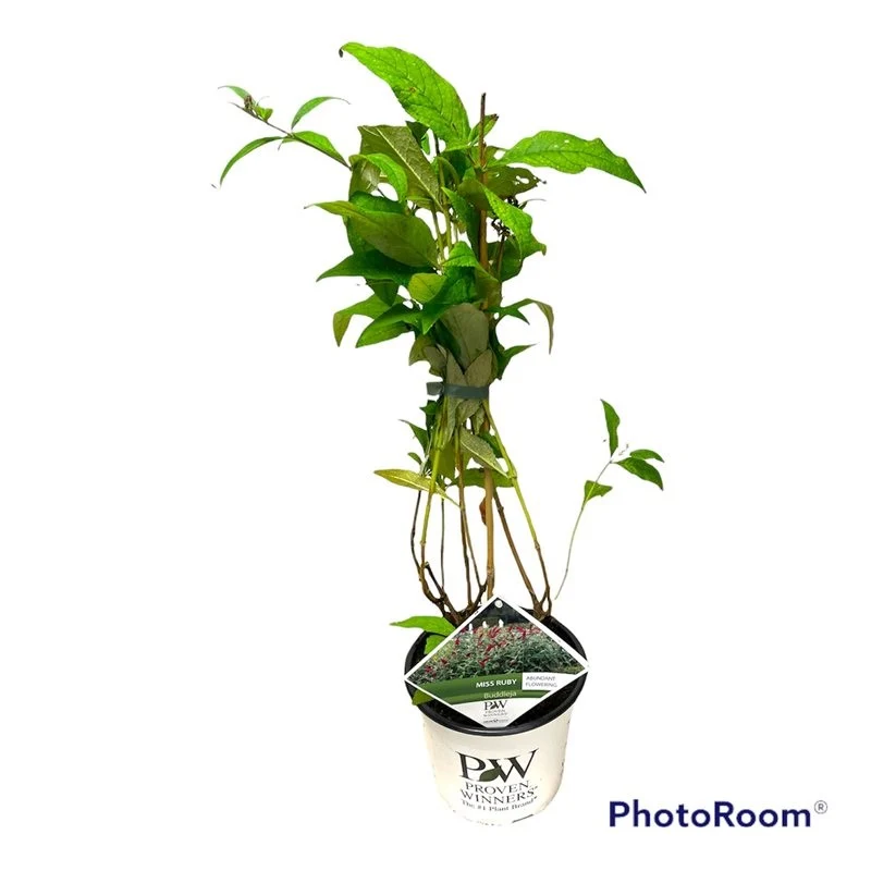 Buddleja d. 'Miss Ruby' C3 (3 liters kruka) 50-60 cm