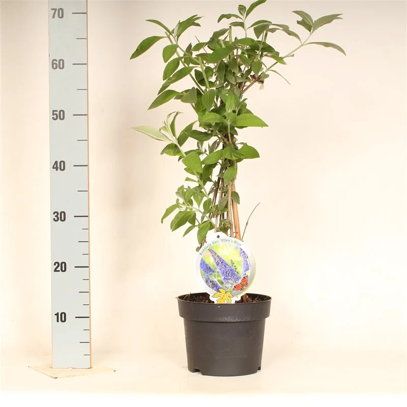Buddleja d. 'Ellen's Blue' C3 (3 liters kruka) 50-60 cm