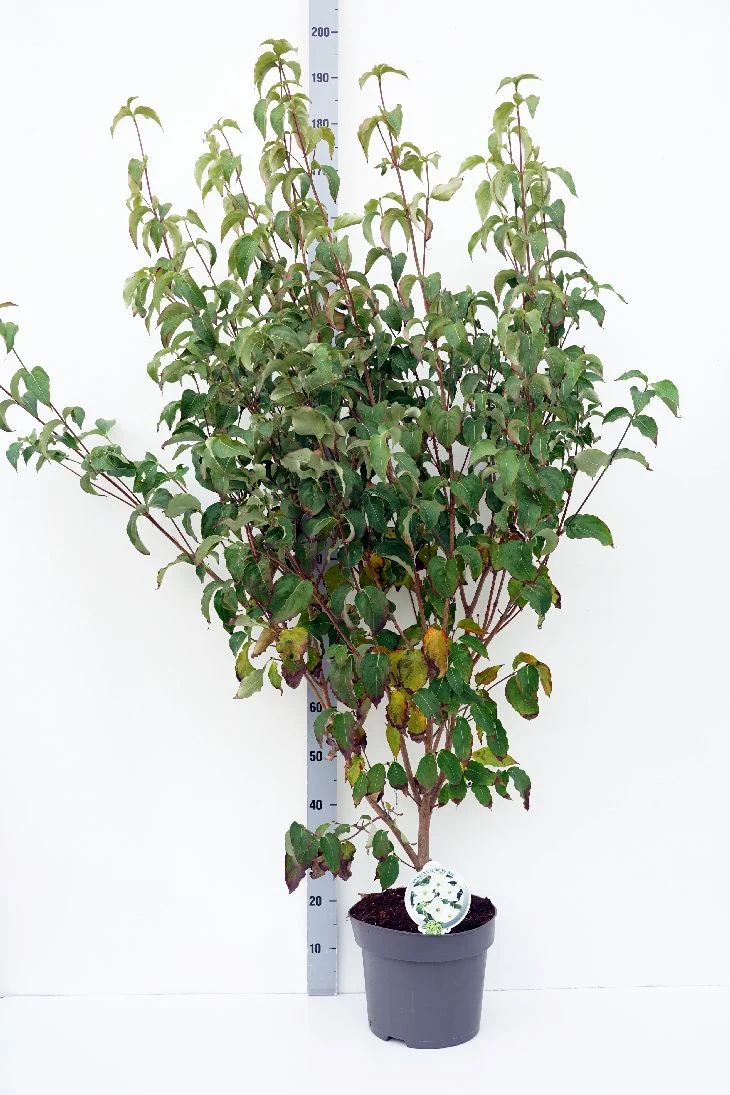 Cornus kousa 'Milky Way' C10 (10 liters kruka) 100-125 cm