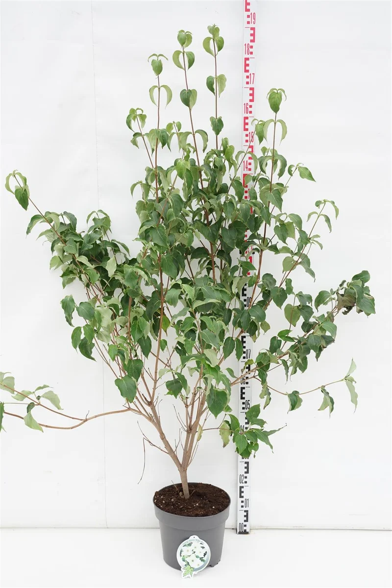 Cornus kousa 'Milky Way' C10 (10 liters kruka) 80-100 cm