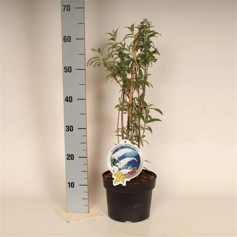 Buddleja d. 'White Profusion' C3 (3 liters kruka) 50-60 cm