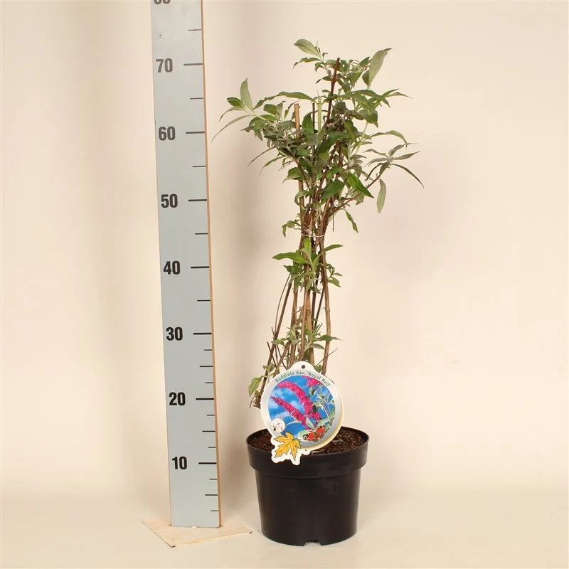 Buddleja davidii 'Royal Red' C3 (3 liters kruka) 50-60 cm