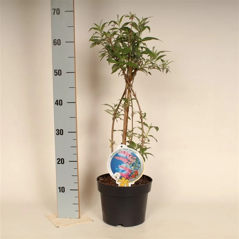 Buddleja d. 'Pink Delight' C3 (3 liters kruka) 50-60 cm