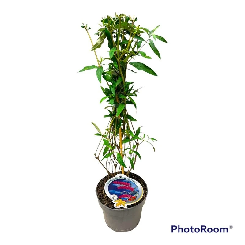 Buddleja d. 'Nanho Purple' C3 (3 liters kruka) 50-60 cm