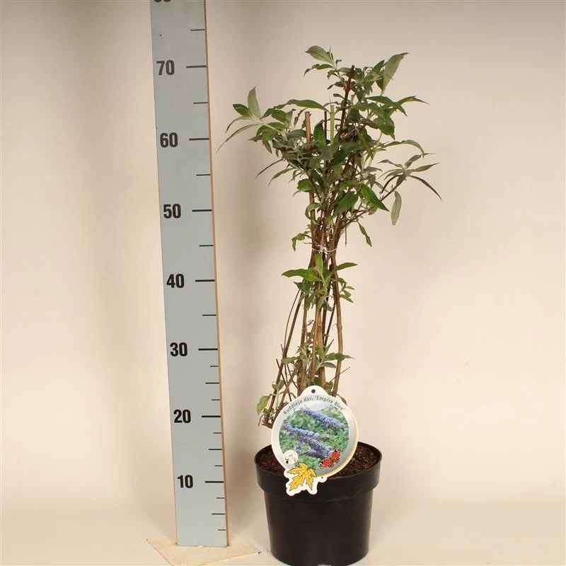 Buddleja davidii 'Empire Blue' C3 (3 liters kruka) 50-60 cm
