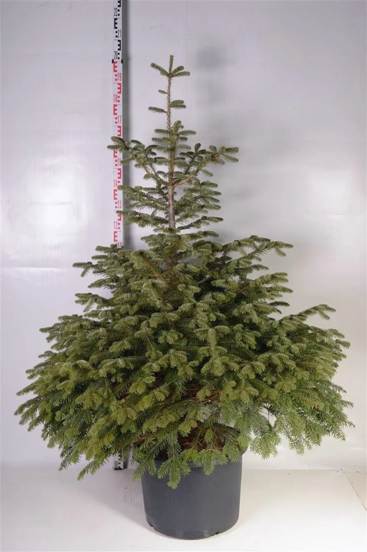 Abies nordmanniana C50 (50 liters kruka) 150-175 cm