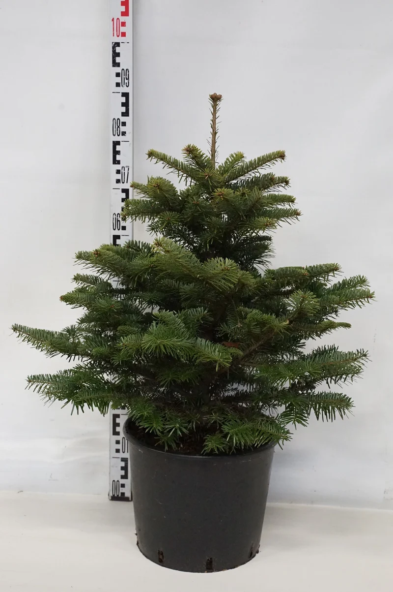 Abies nordmanniana C15 (15 liters kruka) 60-80 cm