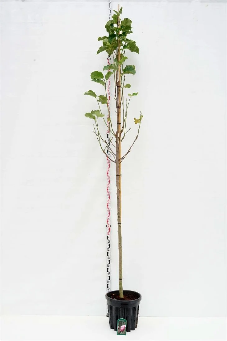 Magnolia 'Galaxy' stamomfång 10-12 cm, C35 (35 liters kruka)