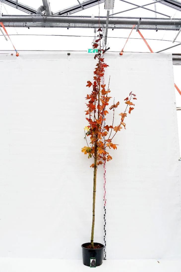 Acer platanoides 'Royal Red' 12-14 cm stam C35 (35 liters kruka)