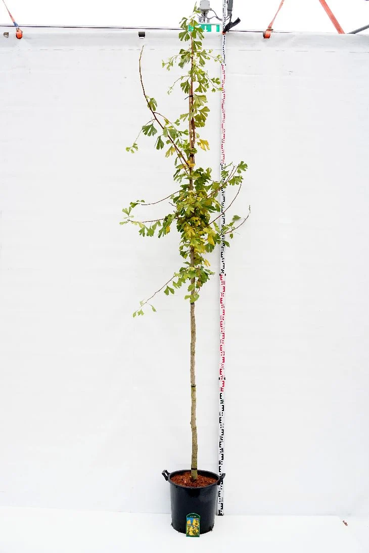 Ginkgo biloba 10-12 cm C35 (35 liters kruka)