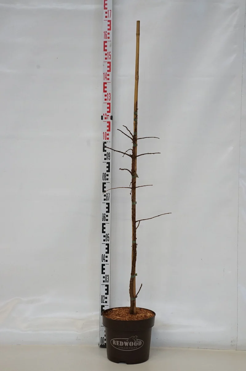 Metasequoia glypt. 'Amber Glow'® C7,5 (7,5 liters kruka) 80-100 cm