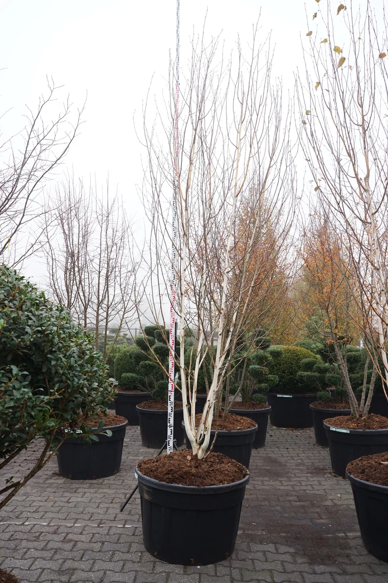 Betula ut. jacquemontii C290 (290 liters kruka) 350-400 cm flerstammig