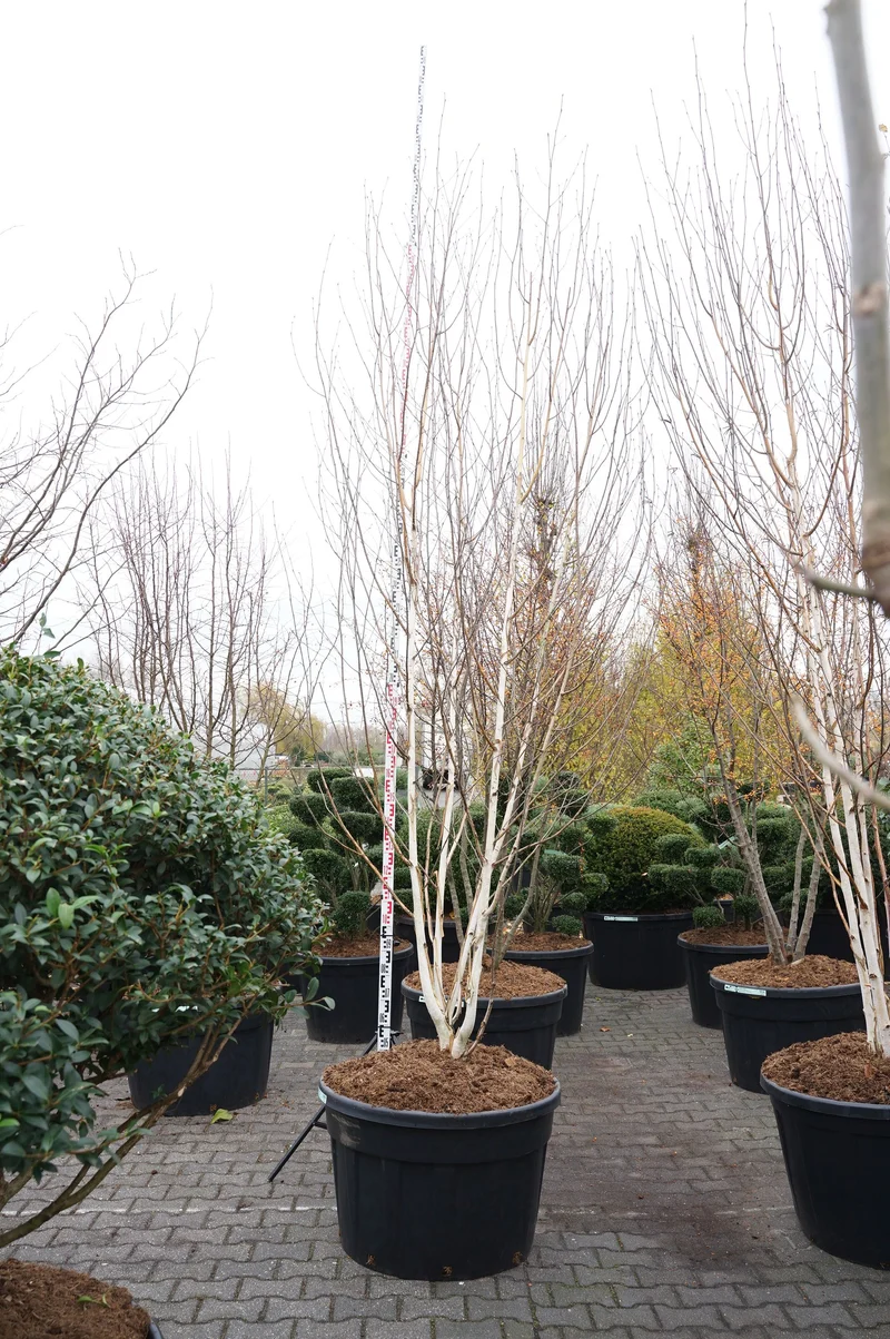 Betula ut. jacquemontii flerstammig 300-350 cm, C230 (230 liters kruka)