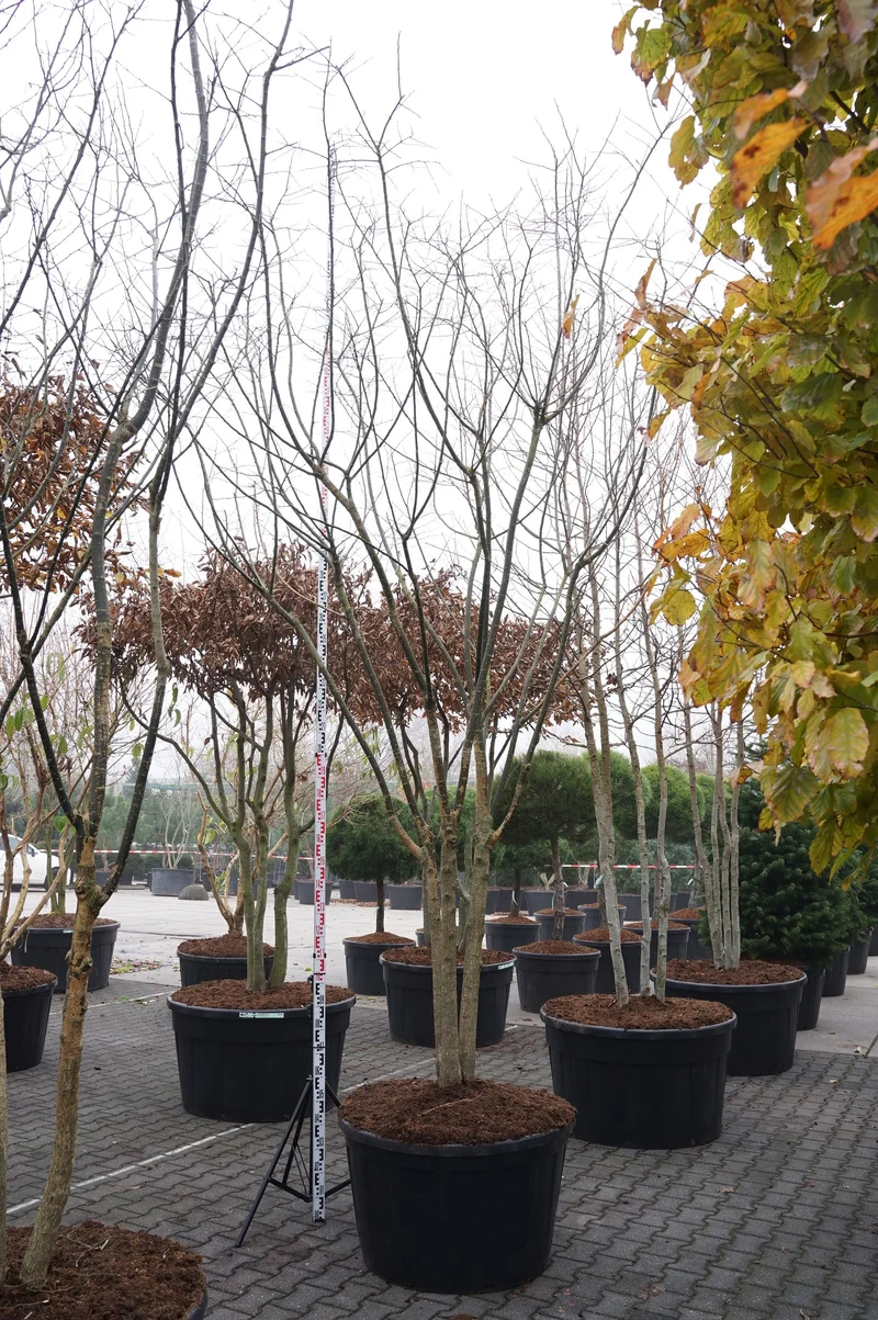 Styphnolobium japonicum C290 (290 liters kruka) 350-400 cm flerstammig