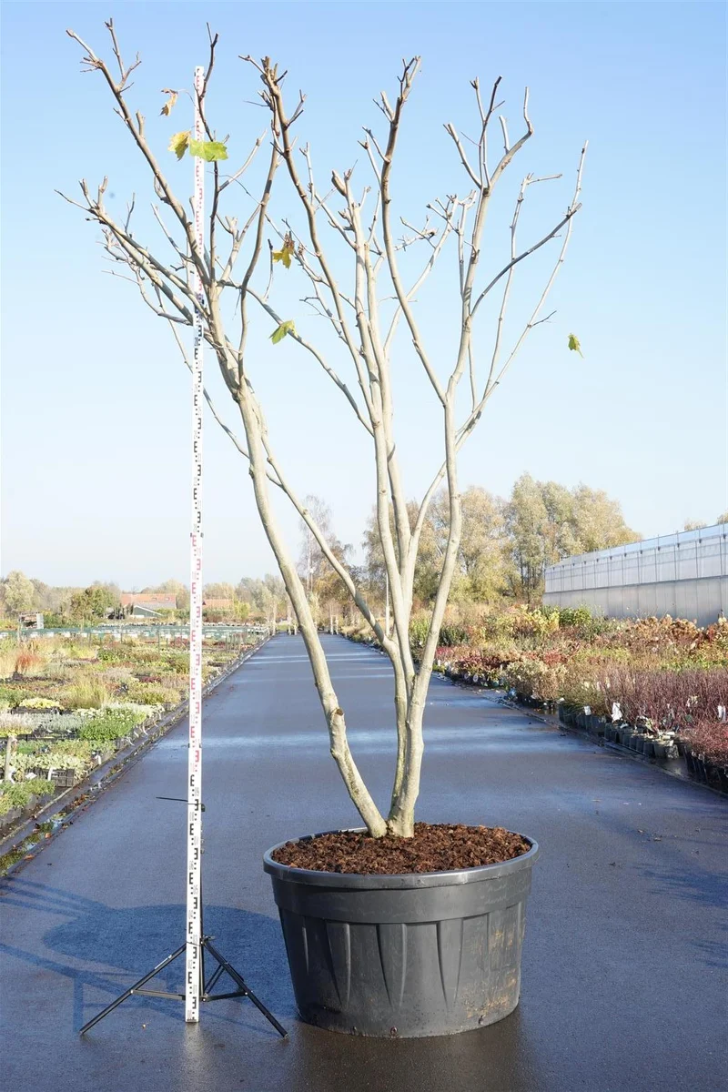 Platanus hispanica (acerifolia) C500 (500 liters kruka) Takformad flerstammig