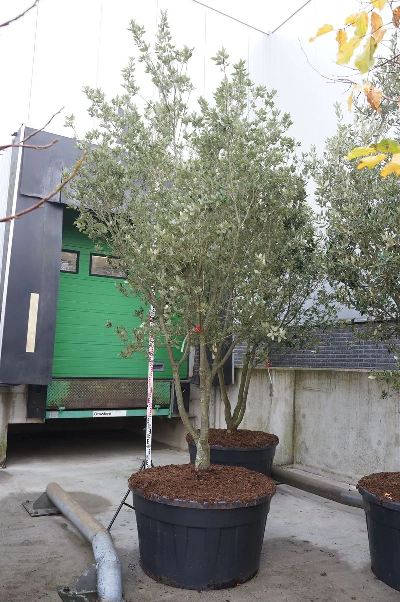 Quercus ilex flerstammig 300-350 cm C500 (500 liters kruka)