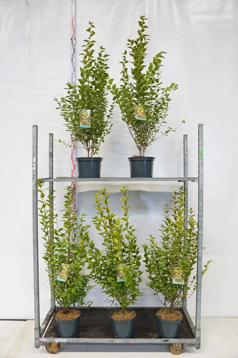 Ligustrum vulg. 'Aureum' C5 (5 liters kruka) 80-100 cm