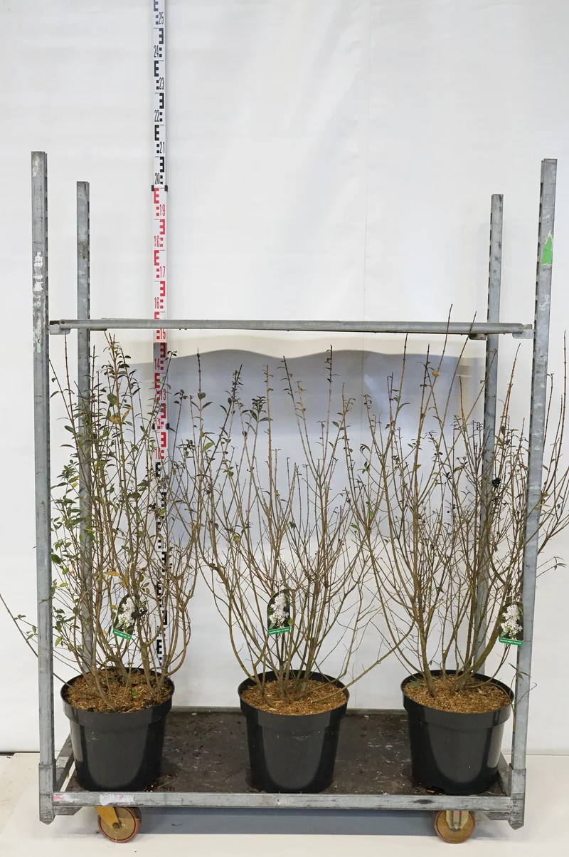 Ligustrum vulg. 'Atrovirens' C15 (15 liters kruka) 80-100 cm