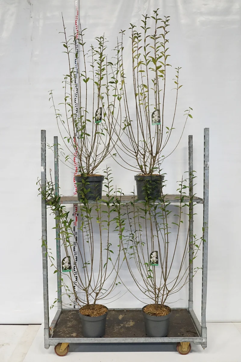 Ligustrum vulg. 'Atrovirens' 100-125 cm C7,5 (7,5 liters kruka)