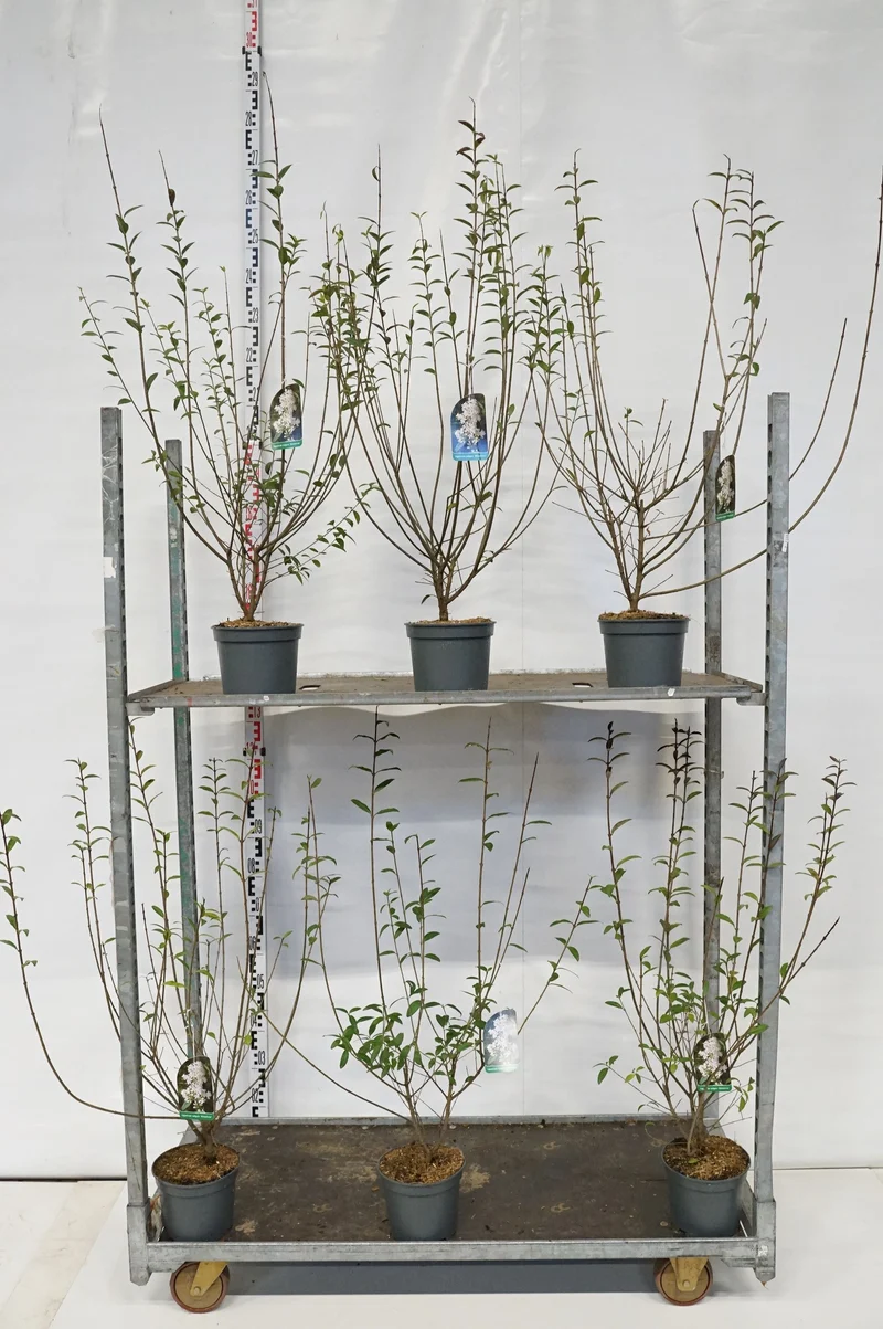 Ligustrum vulgare 'Atrovirens' C3 (3 liters kruka) 60-80 cm
