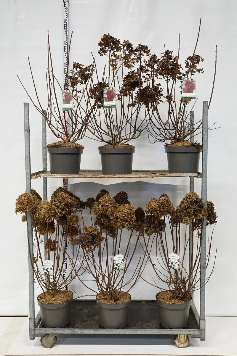 Hydrangea paniculata i sorter C10 (10 liters kruka) 60+ cm