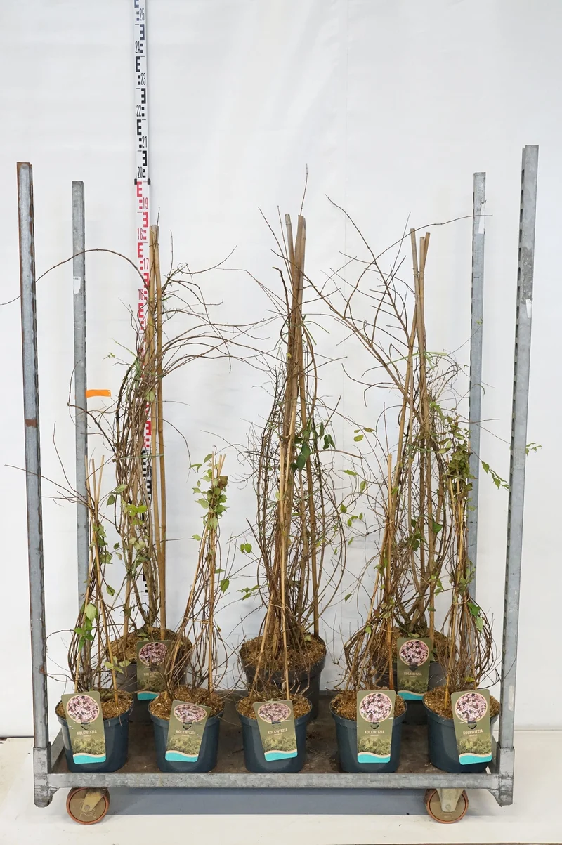 Kolkwitzia amabilis MIX CC