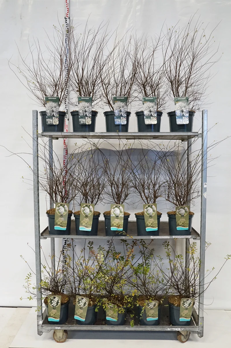 Spiraea i sorter 60-80 cm - C5 (5 liters kruka)