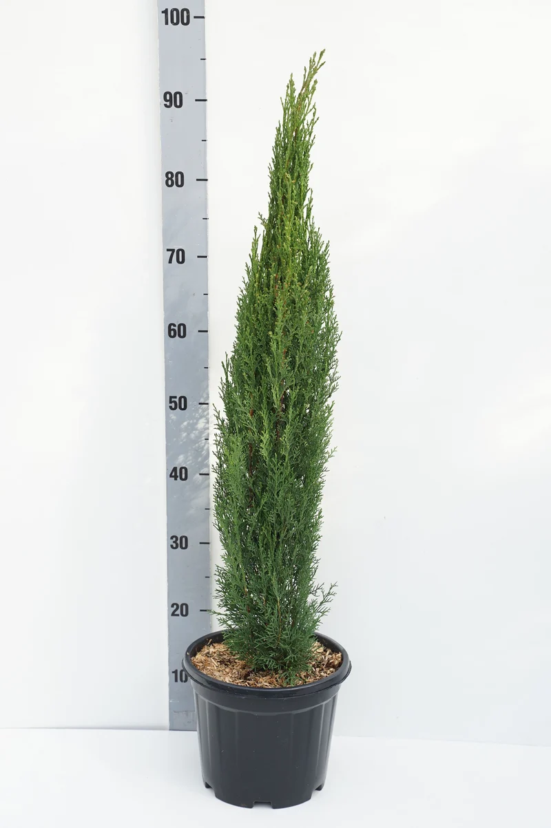 Cupressus sempervirens 'Totem' 60-70 cm C5 (5 liters kruka)