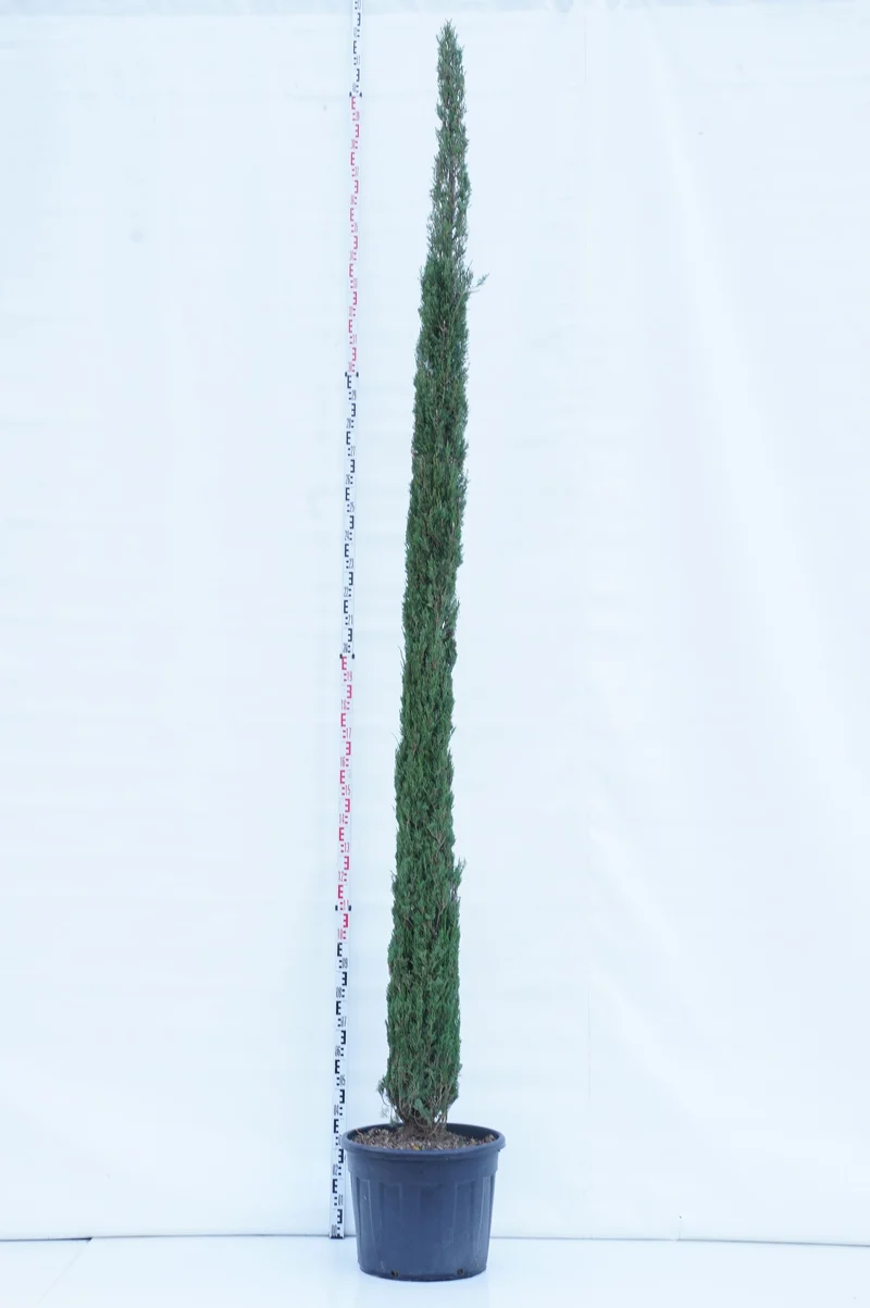Cupressus sempervirens 'Pyramidalis' C70 (70 liters kruka) 350+ cm