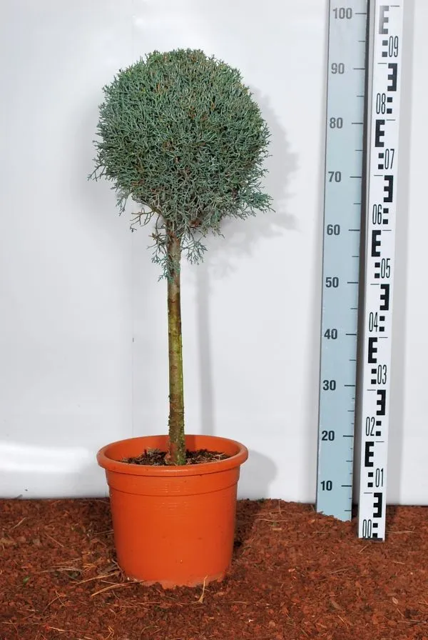 Cupressus ariz. 'Fastigiata' 40 cm stam C9 (9 liters kruka)