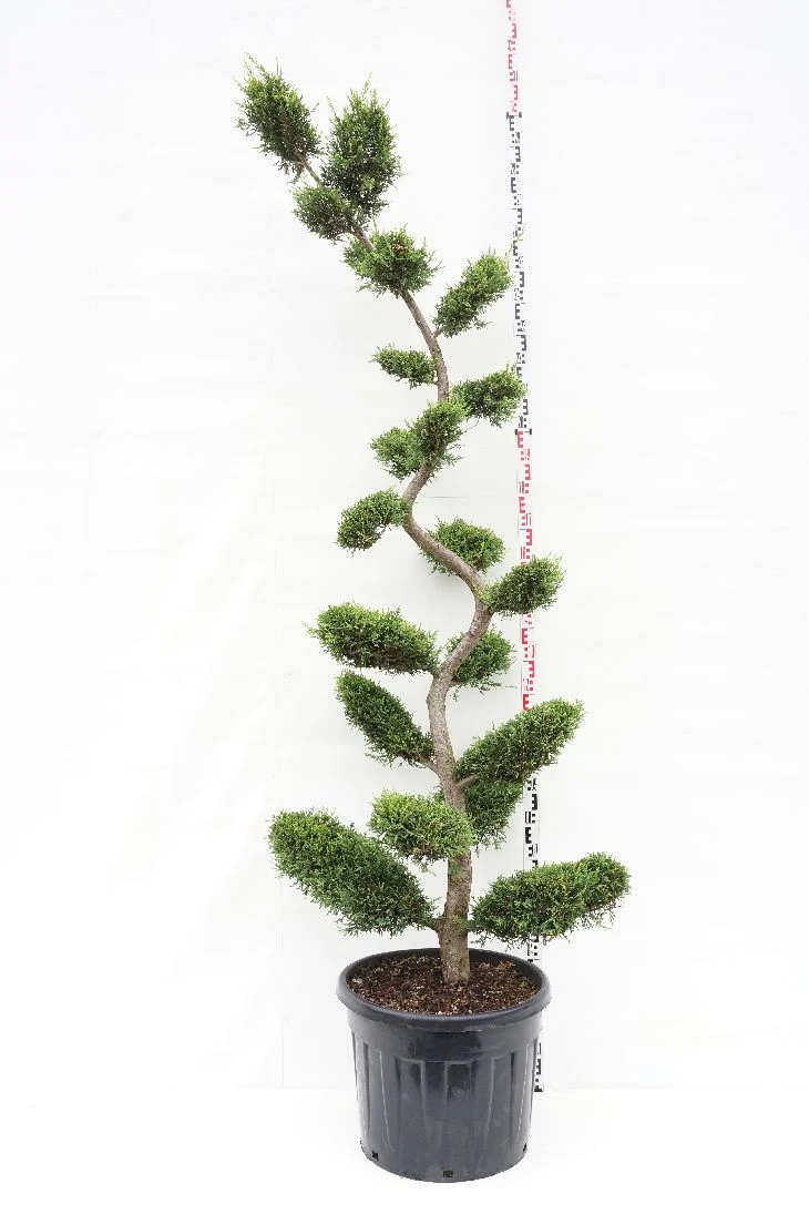Cupressocyparis l. 'Castlewellan' C90 (90 liters kruka) 225-250 cm Bonsai