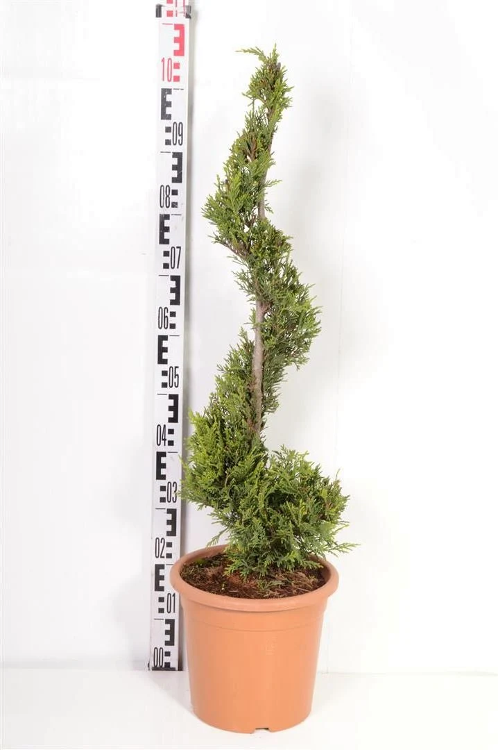 Cupressocyparis l. 'Castlewellan' Spiral C9 (9 liters kruka)