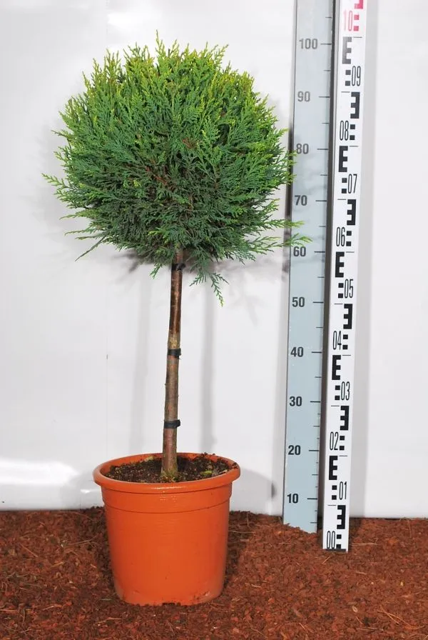 Cupressocyparis l. 'Castlewellan' 40 cm stam C9 (9 liters kruka)