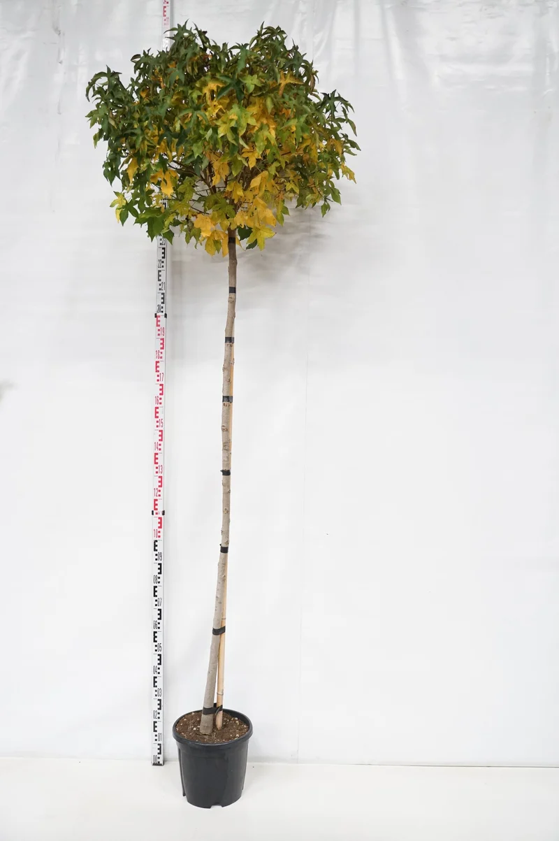 Liquidambar st. 'Gum Ball' Stam 200 cm (stamomfång 8-10 cm) C18 (18 liters kruka)