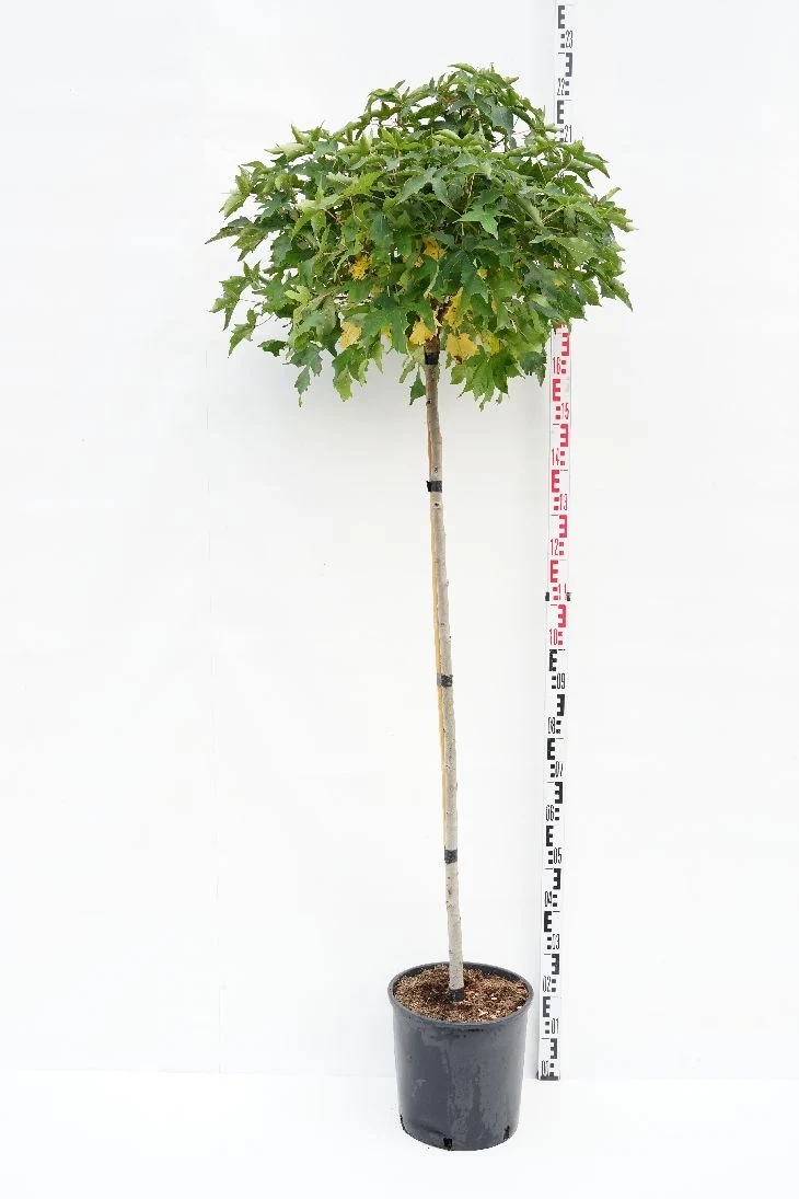 Liquidambar st. 'Gum Ball' Stam 140 cm C18 (18 liters kruka)