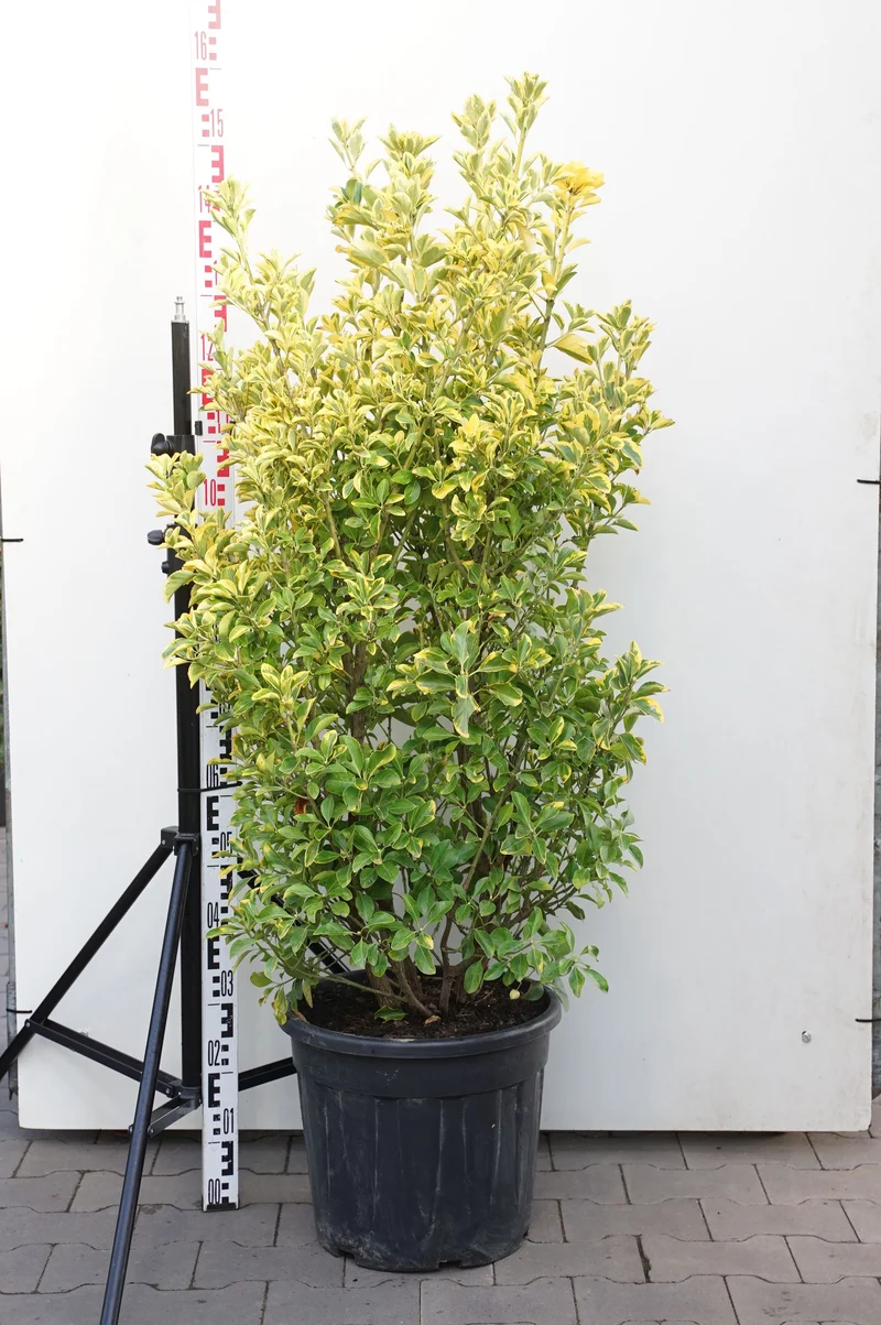Euonymus jap. 'Elegant Aureus' C30 (30 liters kruka) 100-120 cm