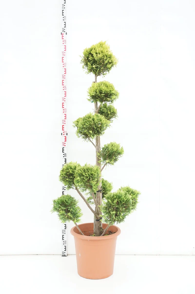 Cupressocyparis l. 'Gold Rider' C30 (30 liters kruka) Pompon