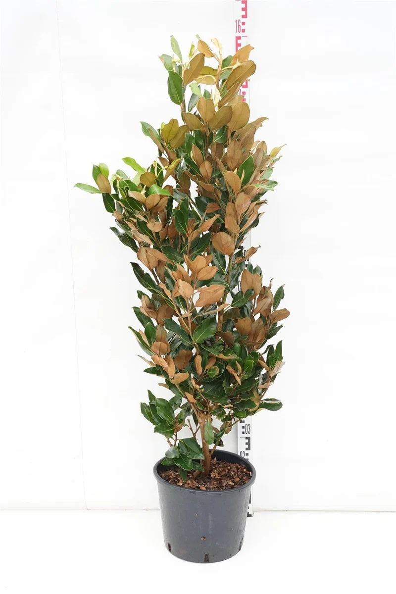 Magnolia grandiflora 'Little Gem' C15 (15 liters kruka) 100-125 cm
