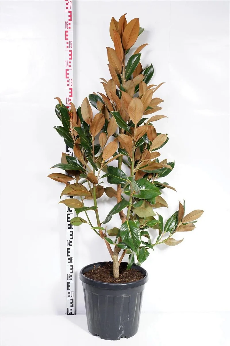 Magnolia grand. 'Gallissonniere' C25 (25 liters kruka) 125-150 cm