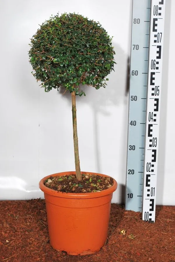 Ligustrum jonandrum 40 cm stam C9 (9 liters kruka)