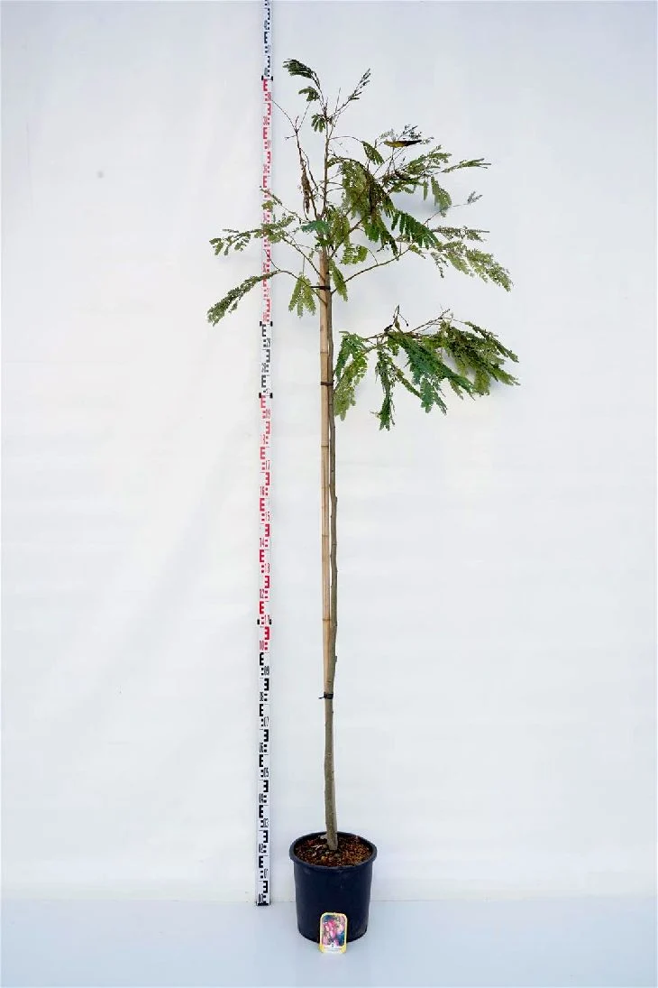 Albizia julibrissin 'Ombrella' Stam 6-8 cm C18 (18 liters kruka)